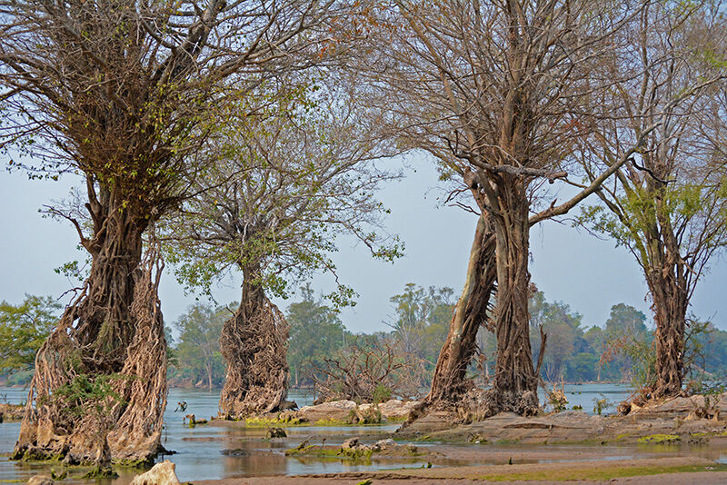Capture the authentic charm of Stung Treng’s lush scene
